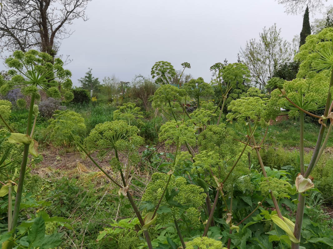 Angelica archangelica